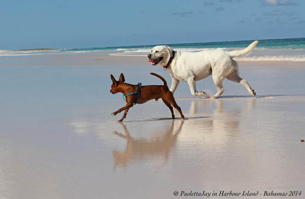 Mollo Tutto tranne Fido: Un piccolo cane in volo per le Bahamas